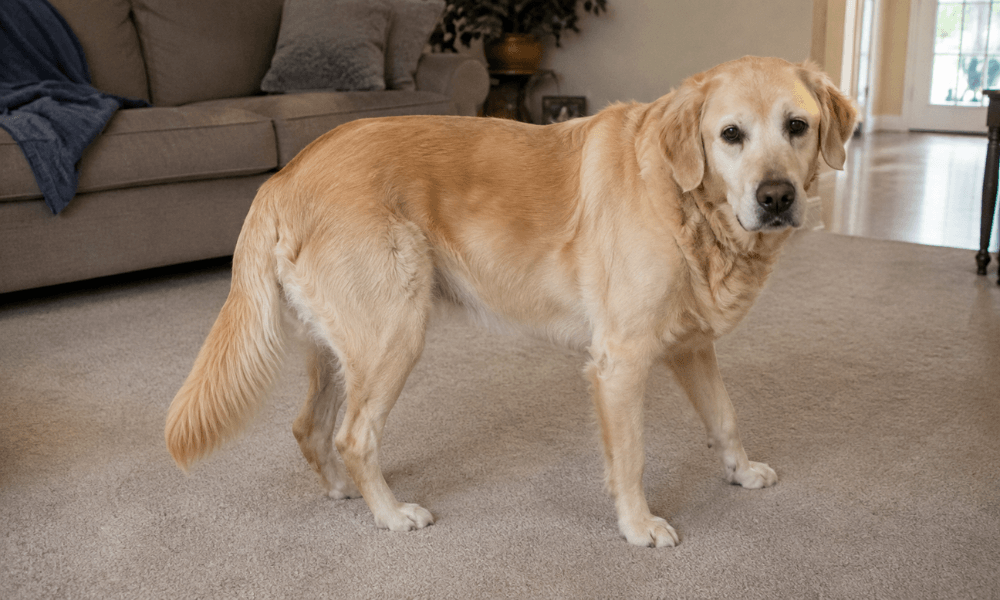 A dog standing with weight shifted to one side - Placement: after "Shifting Weight Off One Side" section